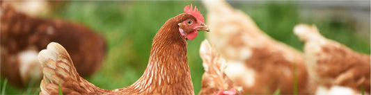 Avian Flu: How to spot and report this disease and prevent it from spreading