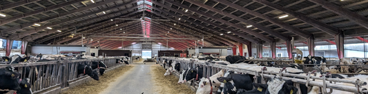 Biosecurity on Dairy Farms in the UK: Protecting Your Herd from Disease Outbreaks