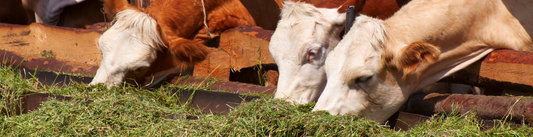 The Benefits of Pasteurized Milk and the Importance of High-Quality Feed