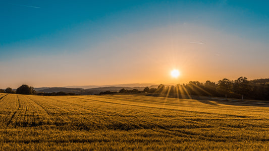 2000HA of energy crops put the focus on optimum forage conservation strategy